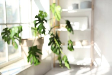 Monstera bitkisinin aydınlatma odasındaki pencere eşiğindeki bulanık görüntüsü