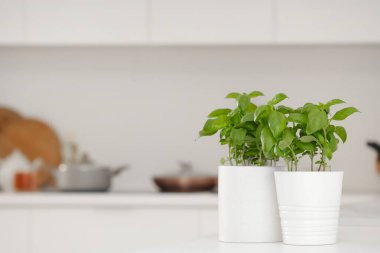 Mutfaktaki tencerede taze fesleğen.