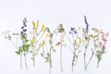 Açık arkaplanda kurumuş çiçekler, üst görünüm