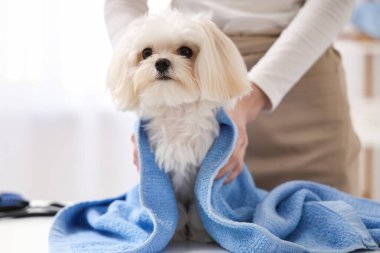 Kadın kuaför, kuaförde yıkandıktan sonra sevimli Malta köpeğinin saçını siliyor.