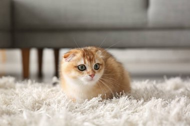 Evdeki yumuşak beyaz halıda sevimli kedi yavrusu, yakın plan.