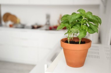 Mutfaktaki masada taze fesleğen var.