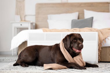 Yatak odasındaki elektrikli konteyner ısıtıcısının yanında sıcak atkısı olan şirin Labrador köpeği.
