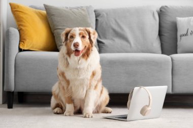 Şirin Avustralya çoban köpeği ve dizüstü bilgisayarı, oturma odasında kulaklık takmış.