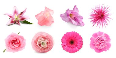 Beyaz arka planda güzel pembe çiçek koleksiyonu