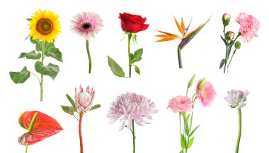 Beyaz arkaplanda güzel çiçek koleksiyonu