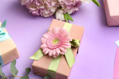 Güzel gerberalı hediye kutuları ve mor arka planda ortanca çiçekleri. Uluslararası Kadınlar Günü