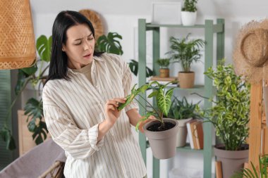 Evdeki bitki yapraklarını inceleyen genç ve güzel bir kadın. Bitki hastalıkları konsepti