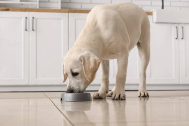 Şirin Labrador av köpeği evde kaseden yemek yiyor.