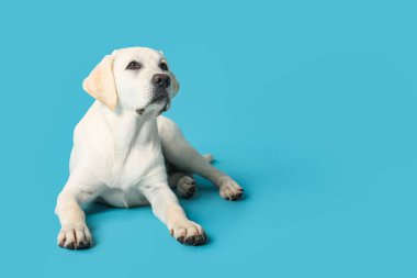 Mavi arka planda şirin Labrador av köpeği.