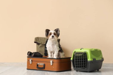Evcil hayvan taşıyıcısı ve bej duvarın yanında bavulu olan şirin Terrier köpeği.