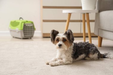 Şirin Biewer Terrier köpeği evdeki hayvan taşıyıcısının yanında yatıyor.