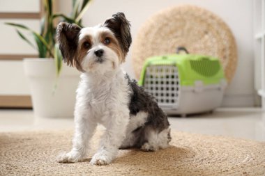 Şirin Biewer Terrier köpeği evde hayvan taşıyıcısının yanında oturuyor.