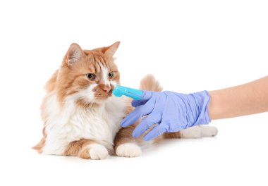 Veteriner, beyaz arka planda sevimli kedi dişlerini fırçalıyor.