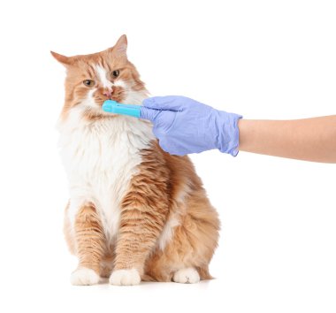 Veteriner, beyaz arka planda sevimli kedi dişlerini fırçalıyor.