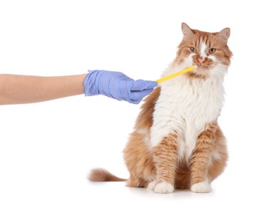 Veteriner, beyaz arka planda sevimli kedi dişlerini fırçalıyor.