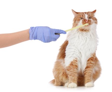 Veteriner, beyaz arka planda sevimli kedi dişlerini fırçalıyor.