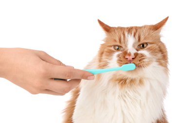 Sahibi beyaz arka planda sevimli kedi dişleri fırçalıyor.