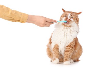 Sahibi beyaz arka planda sevimli kedi dişlerini fırçalıyor.