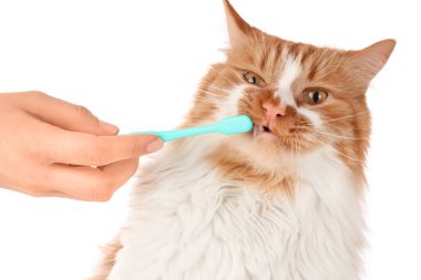 Sahibi beyaz arka planda sevimli kedi dişleri fırçalıyor.