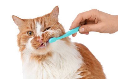 Sahibi beyaz arka planda sevimli kedi dişleri fırçalıyor.