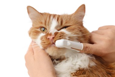 Sahibi beyaz arka planda sevimli kedi dişleri fırçalıyor.