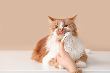 Sahibi, bej arka planda sevimli kedi dişlerini fırçalıyor.