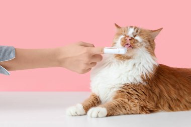 Sahibi pembe arka planda sevimli kedi dişlerini fırçalıyor.