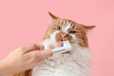 Sahibi pembe arka planda sevimli kedi dişlerini fırçalıyor.