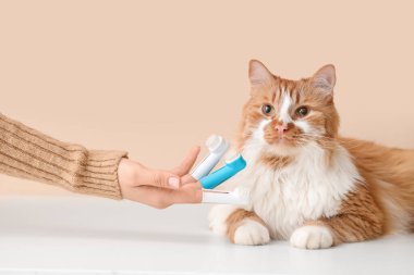 Bej arka planda sevimli bir kedinin yanında farklı diş fırçaları olan kadın eli.