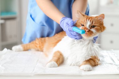 Veteriner klinikte şirin kedi dişlerini fırçalıyor.