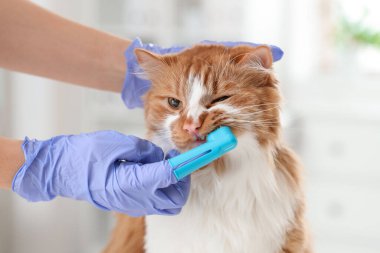 Veteriner klinikte şirin kedi dişlerini fırçalıyor.