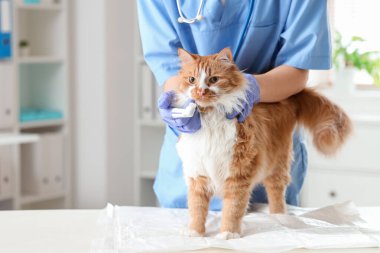 Veteriner klinikte şirin kedi dişlerini fırçalıyor.