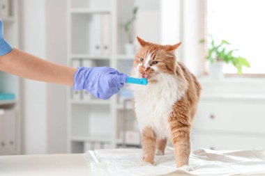 Veteriner klinikte şirin kedi dişlerini fırçalıyor.