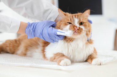 Veteriner klinikte şirin kedi dişlerini fırçalıyor.