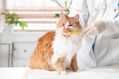 Veteriner klinikte şirin kedi dişlerini fırçalıyor.