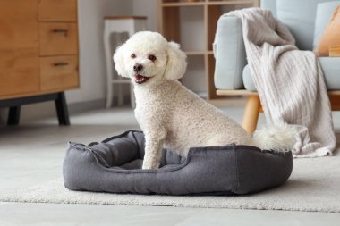 Evcil hayvan yatağında oturan sevimli kaniş köpeği.