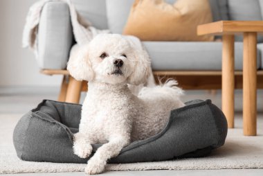 Evcil hayvan yatağında uzanan sevimli kaniş köpeği.