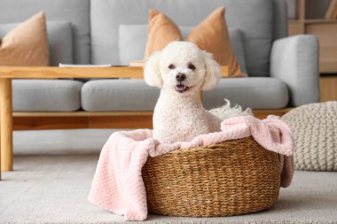 Şirin kaniş köpeği hasır evcil hayvan yatağında yatıyor.