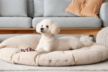 Evcil hayvan yatağında uzanan sevimli kaniş köpeği.