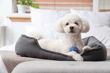 Evcil hayvan yatağında uzanan sevimli kaniş köpeği.