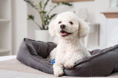 Evcil hayvan yatağında uzanan sevimli kaniş köpeği.