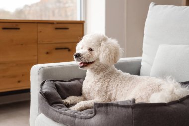 Evcil hayvan yatağında uzanan sevimli kaniş köpeği.