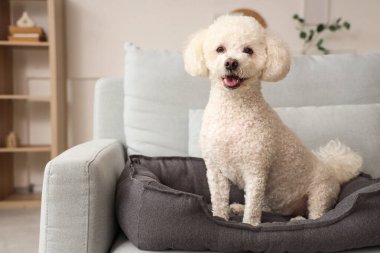 Evcil hayvan yatağında oturan sevimli kaniş köpeği.