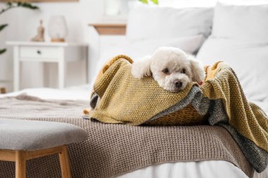 Evcil hayvan yatağında uzanan sevimli kaniş köpeği.