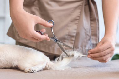 Makas ve tarak taşıyan kadın kuaför salonda sevimli Malta köpeğine bakıyor.