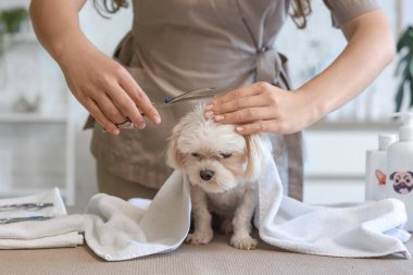 Makaslı kadın kuaför kuaförde sevimli Malta köpeğine bakıyor.