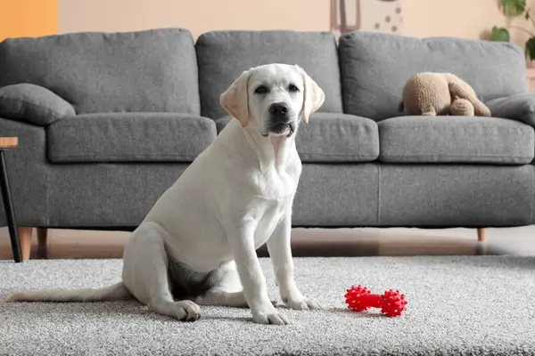 Evde köpek oyuncağıyla şirin Labrador av köpeği yavrusu.