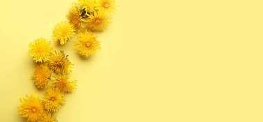 Renkli arkaplanda taze karahindiba çiçekleri