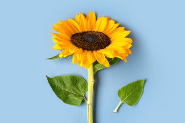 mavi arka plan üzerinde güzel ayçiçeği